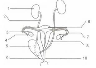 Question Image