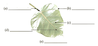 Question Image