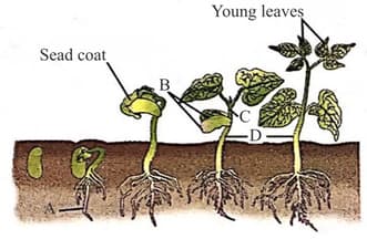 Plant Growth Contains Questions With Solutions & Points To Remember