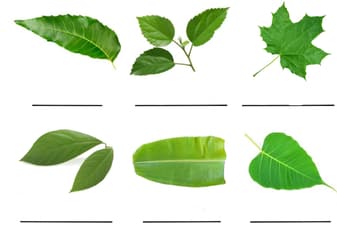 Question Image