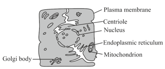 Different cells have different sizes Arrange the following cells in an ...