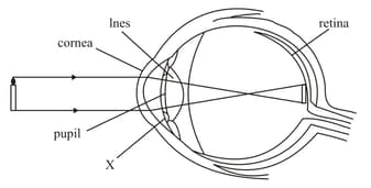 Question Image