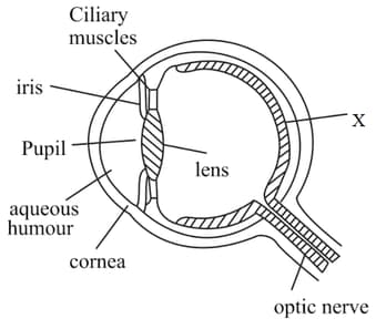 Question Image