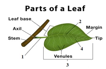 Question Image