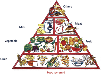 Food Pyramid Contains Questions With Solutions & Points To Remember