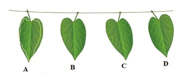 Question Image