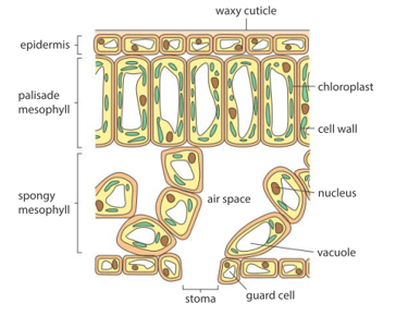 Question Image