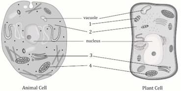 Question Image