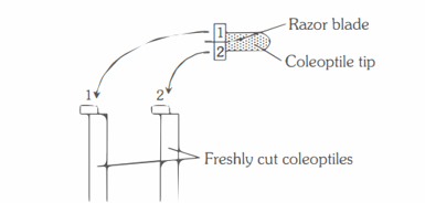 Question Image