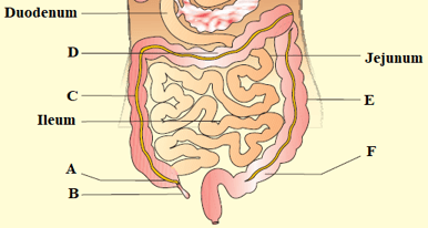 Question Image