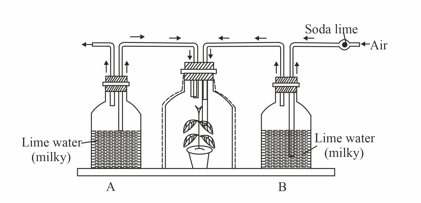 Question Image