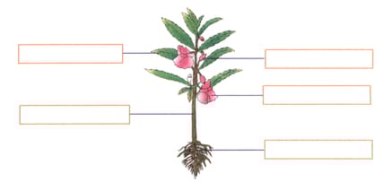 Question Image