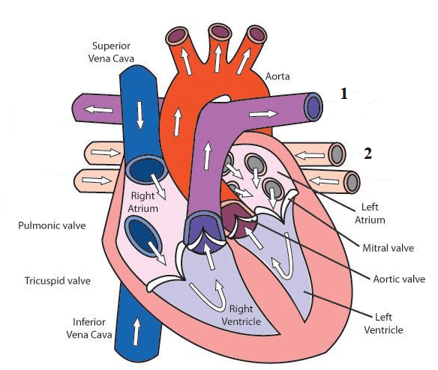 Question Image