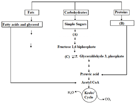 Amphibolic Pathway Contains Questions With Solutions & Points To Remember