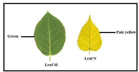 Question Image