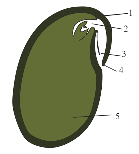 Question Image
