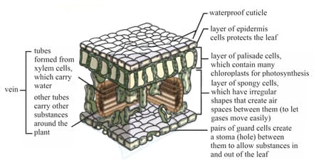 Question Image