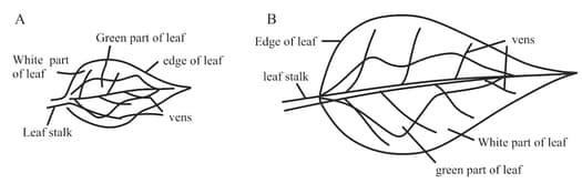 Question Image
