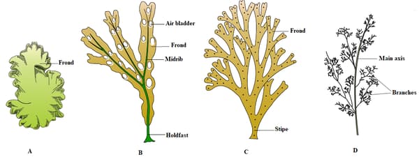 Division Thallophyta Contains Questions With Solutions & Points To Remember