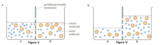 Movement of Substances Across Membranes Contains Questions With ...