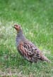 Grey partridge - Wikipedia