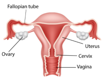 Draw a labelled diagram of female reproductive system.