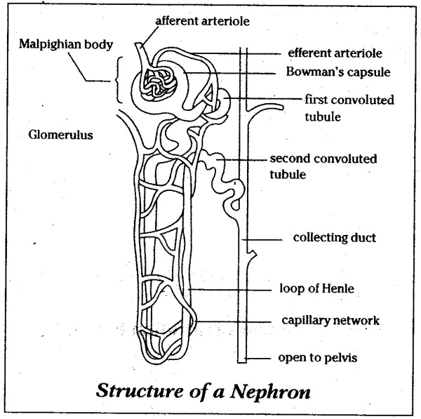 3,169 Nephron Images, Stock Photos, 3D objects, & Vectors | Shutterstock
