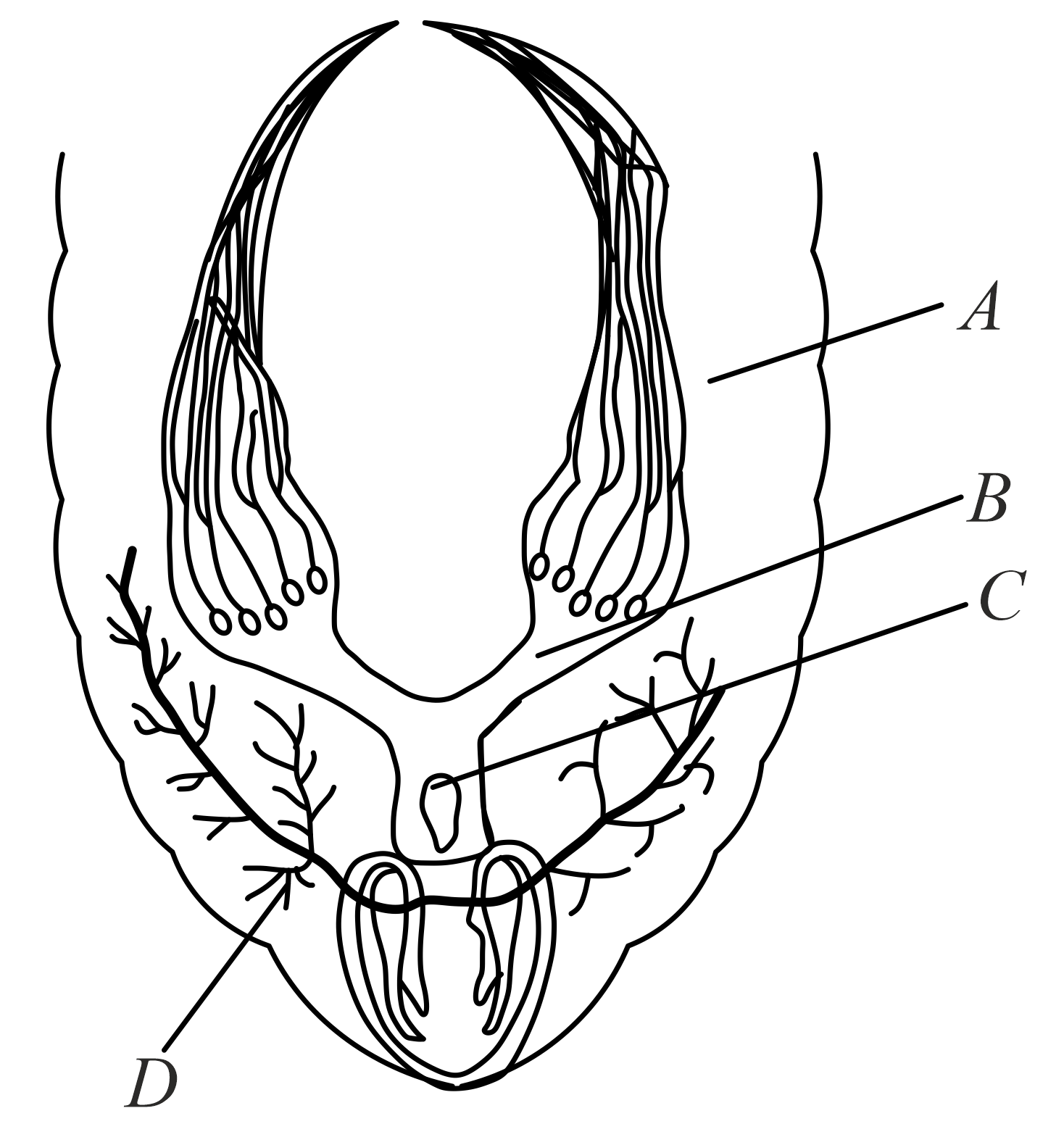 Draw a neat labelled diagram of female reproductive system.