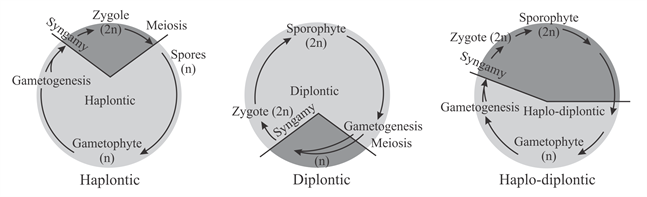 Bryophytes Life Cycle Haplodiplontic