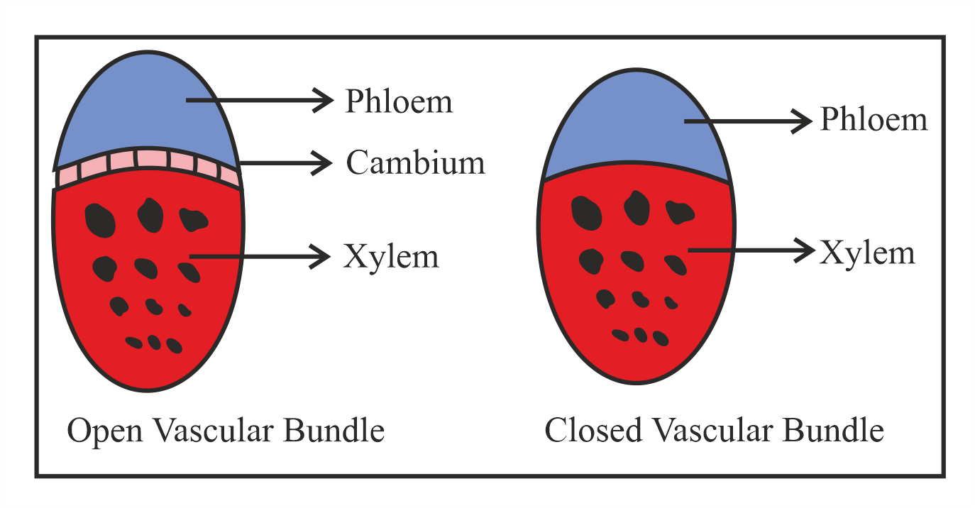 In Barley stem vascular bundles are