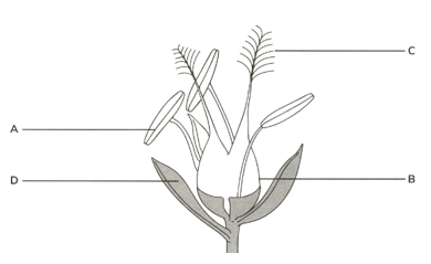 Diagram Of The Flower Write Labels