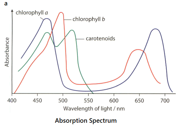 Discuss the similarities and differences between the absorption