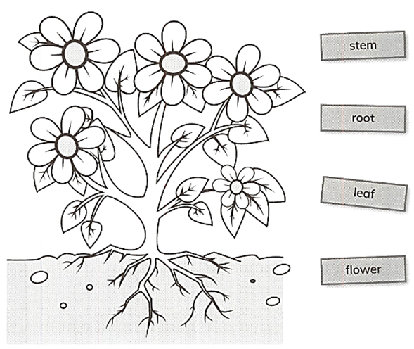 Plants Drawing Floral Design Plant Cell Flower Parts - Clip Art Library