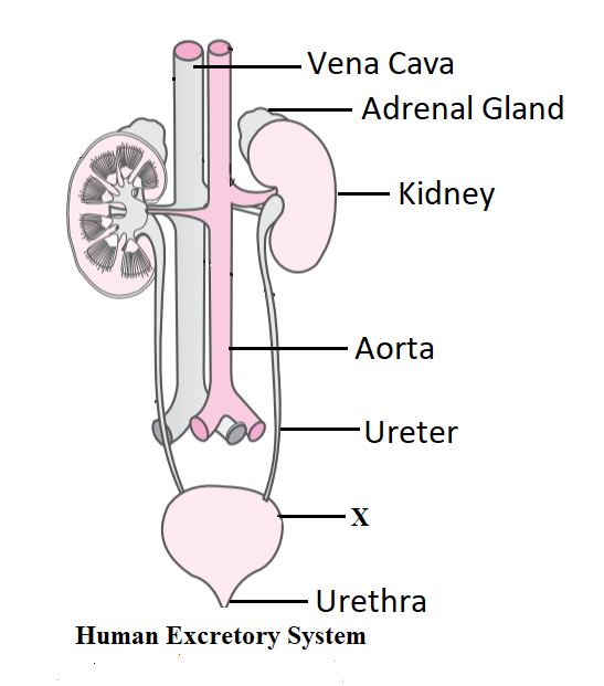 Draw a diagram of the human excretory system and label the various parts...