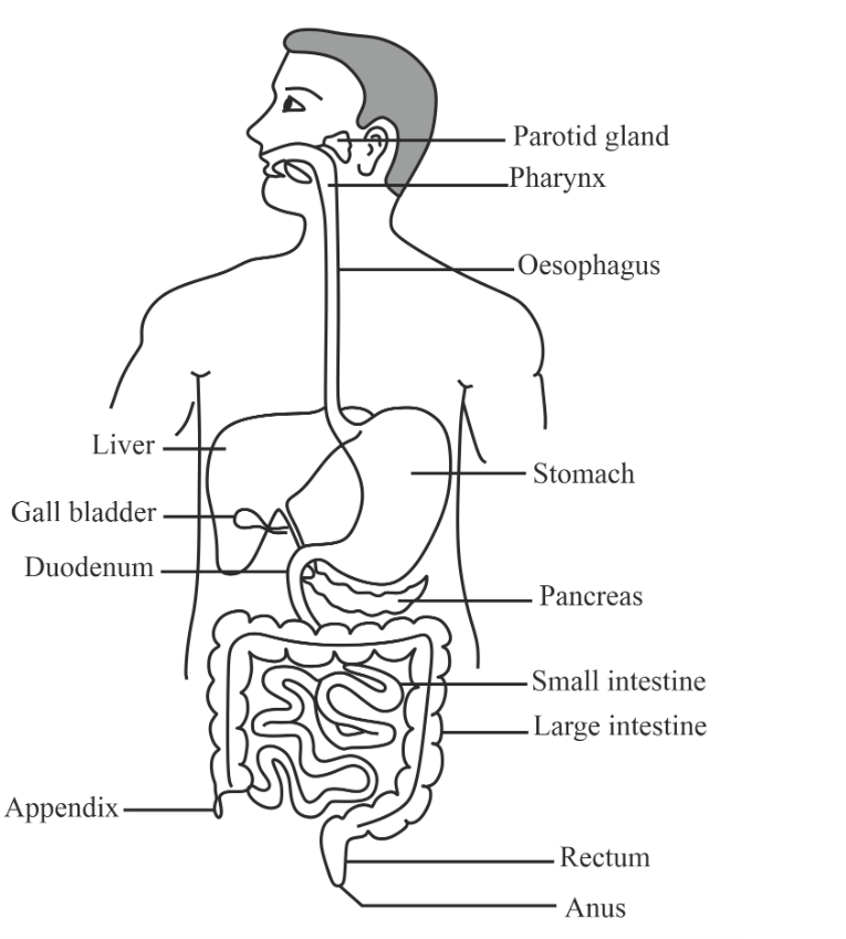 Human Digestive System PNG Transparent Images Free Download | Vector Files  | Pngtree