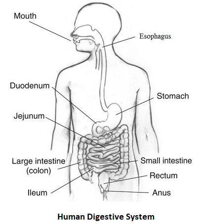 SOLVED: Text: STRUCTURE OF THE DIGESTIVE SYSTEM Structure Function in  Digestion Mouth Epiglottis Esophagus Stomach Small Intestine Large  Intestine Rectum Anus Gallbladder Labeled in the diagram of the digestive  system with the