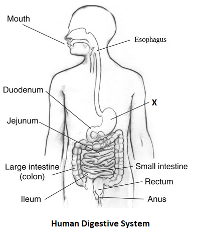 Cross section of human body / digestive organ /... - Stock Illustration  [89075529] - PIXTA