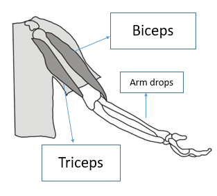 What is the row of bones in our back called