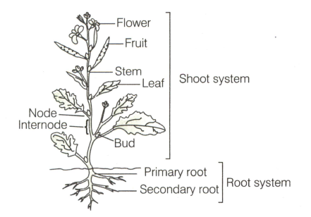 Draw well labelled diagram of plant and cells showing the orgnells -  Brainly.in