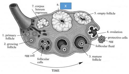 Draw A Diagrammatic Sectional View Of The Human Ovary To Show The Development Of Follicles And