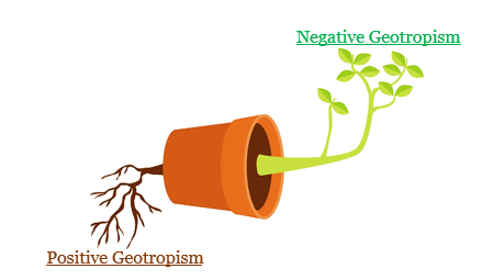 geotropism experiment pdf