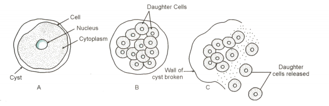 plasmodium cell diagram