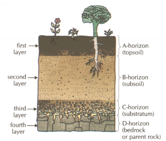 What Is Meant By Soil Profile Draw A Sketch Of The Soil Profile And 