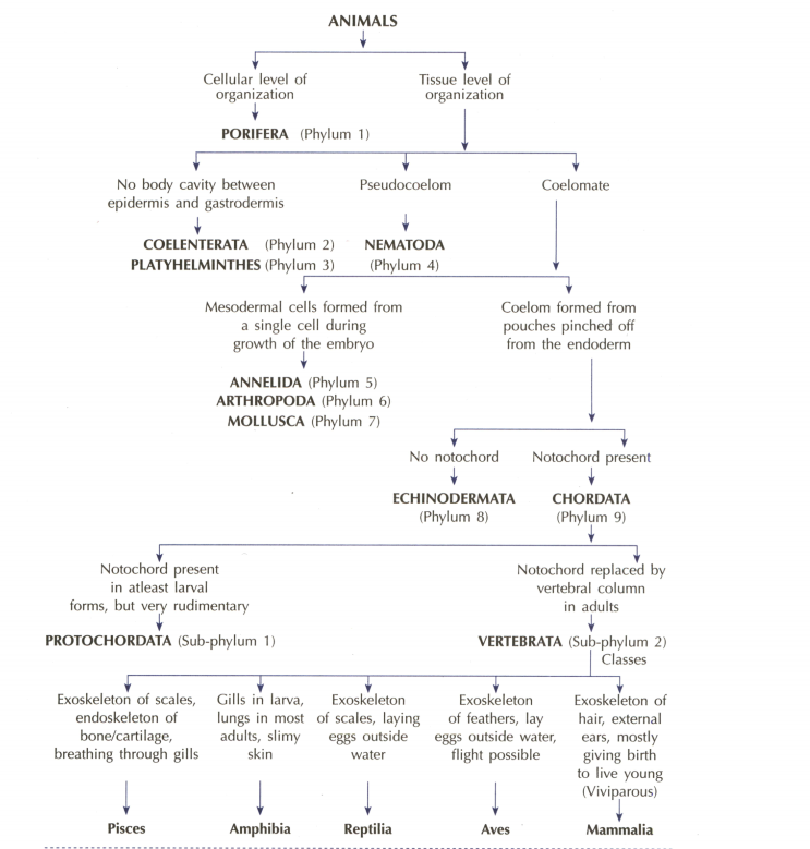 Draw a flowchart showing the classification of the animal kingdom