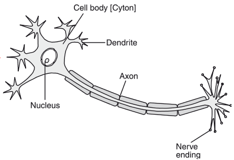 Parts Of A Neuron And Their Functions With Labelled Diagram Learn For