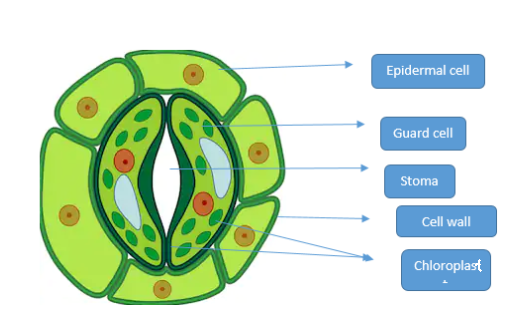 A diagram depicting stomata as entry sites for bacterial invasion. (a)... |  Download Scientific Diagram