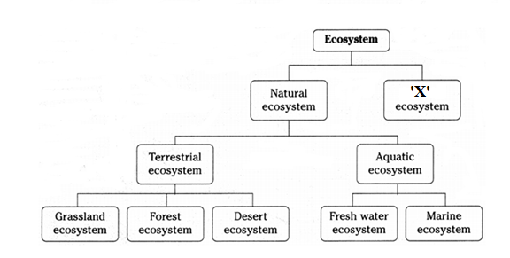 Draw a chart depicting the classification of ecosystem