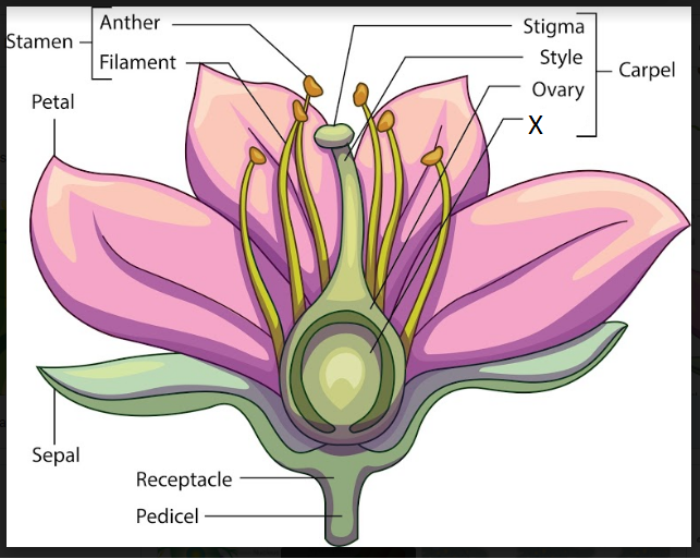 Draw a welllabelled diagram of a flower What are the male and female parts of it What changes