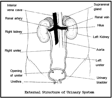 The Anatomy and Physiology of Animals/Excretory System Worksheet -  WikiEducator