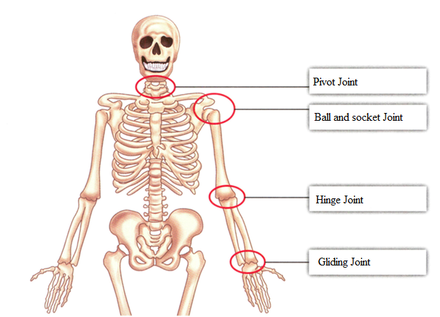 Skeleton Illustrations  Medical Illustrations of the Skeletal System   Skull